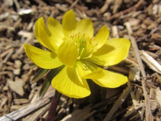 ギリシャ語で 春の花 という意味をもつ くじゅう花公園