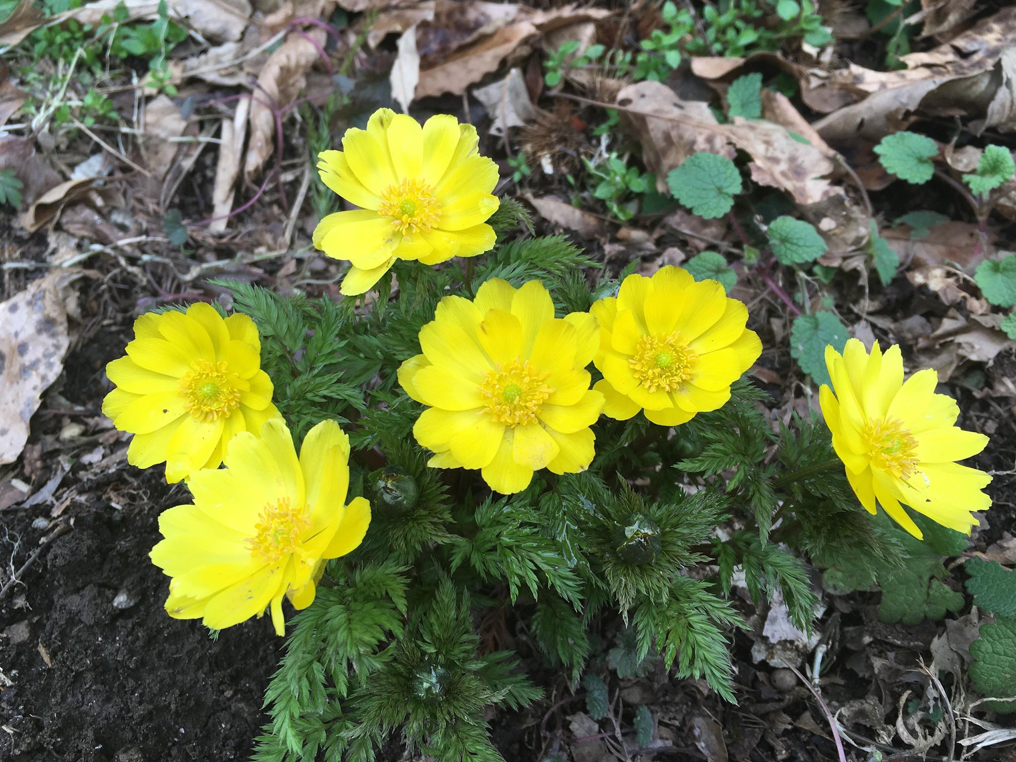 めでたいお花 くじゅう花公園