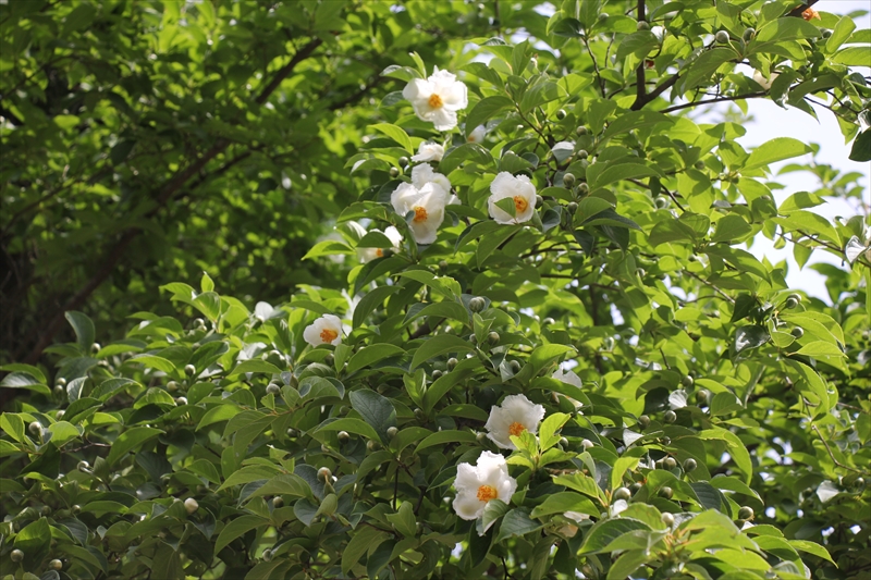 夏ツバキが美しい くじゅう花公園