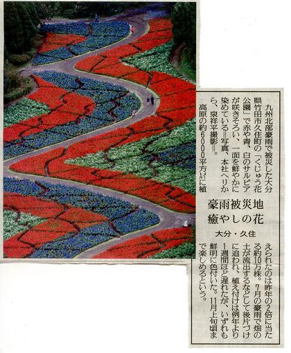 読売サルビア.JPG