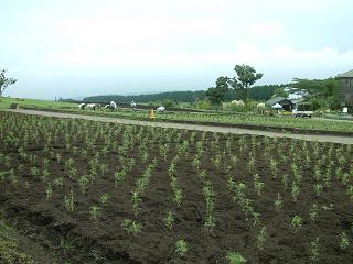 brg0829-2.JPG