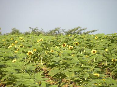 dbrg0831-2.JPG