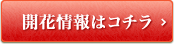 開花情報はこちら