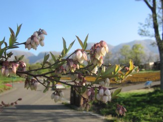IMG_4075