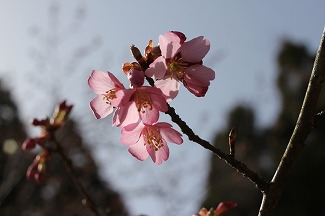 IMG_3508