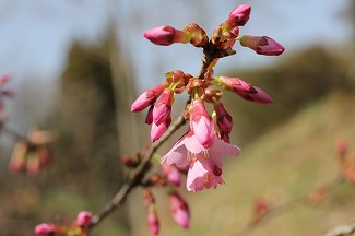 IMG_3509