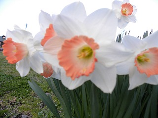 DSCN8071