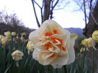 DSCN8075