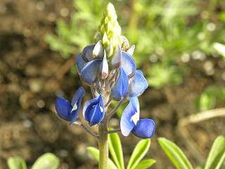 DSCN8138