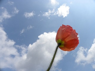 DSCN8246