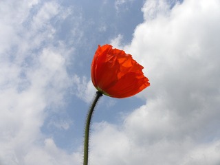 DSCN8253