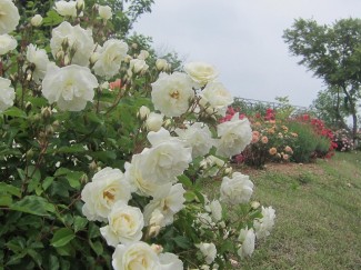IMG_0785