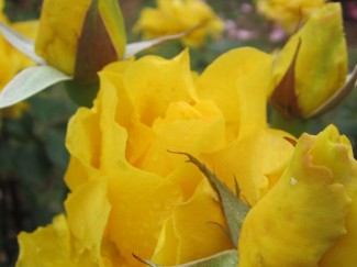 IMG_0968