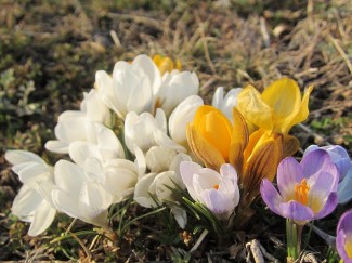 IMG_2994