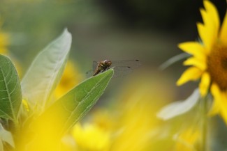 IMG_4415